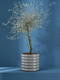 übertopf, cool gray