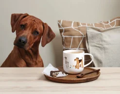 henkelbecher, basset hound